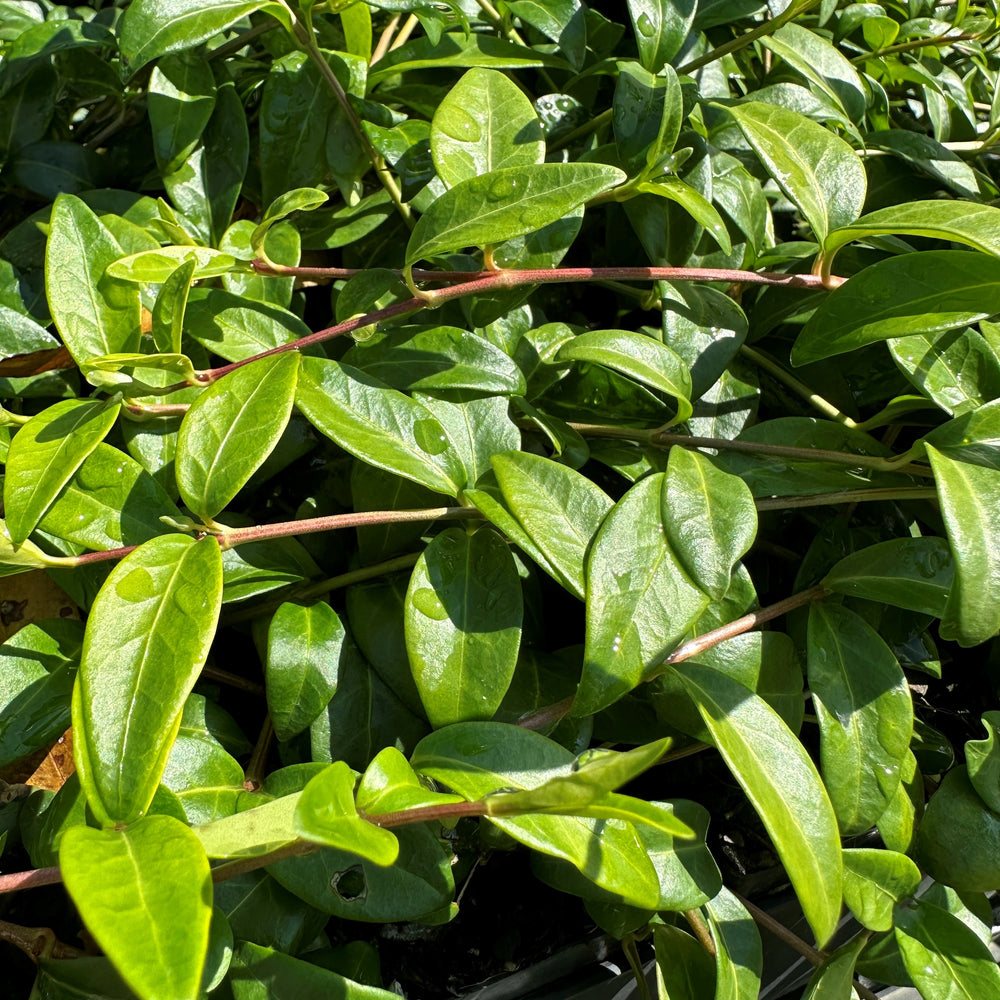 VINCA MINOR 'ELIZABETH CRAN' PERIWINKLE