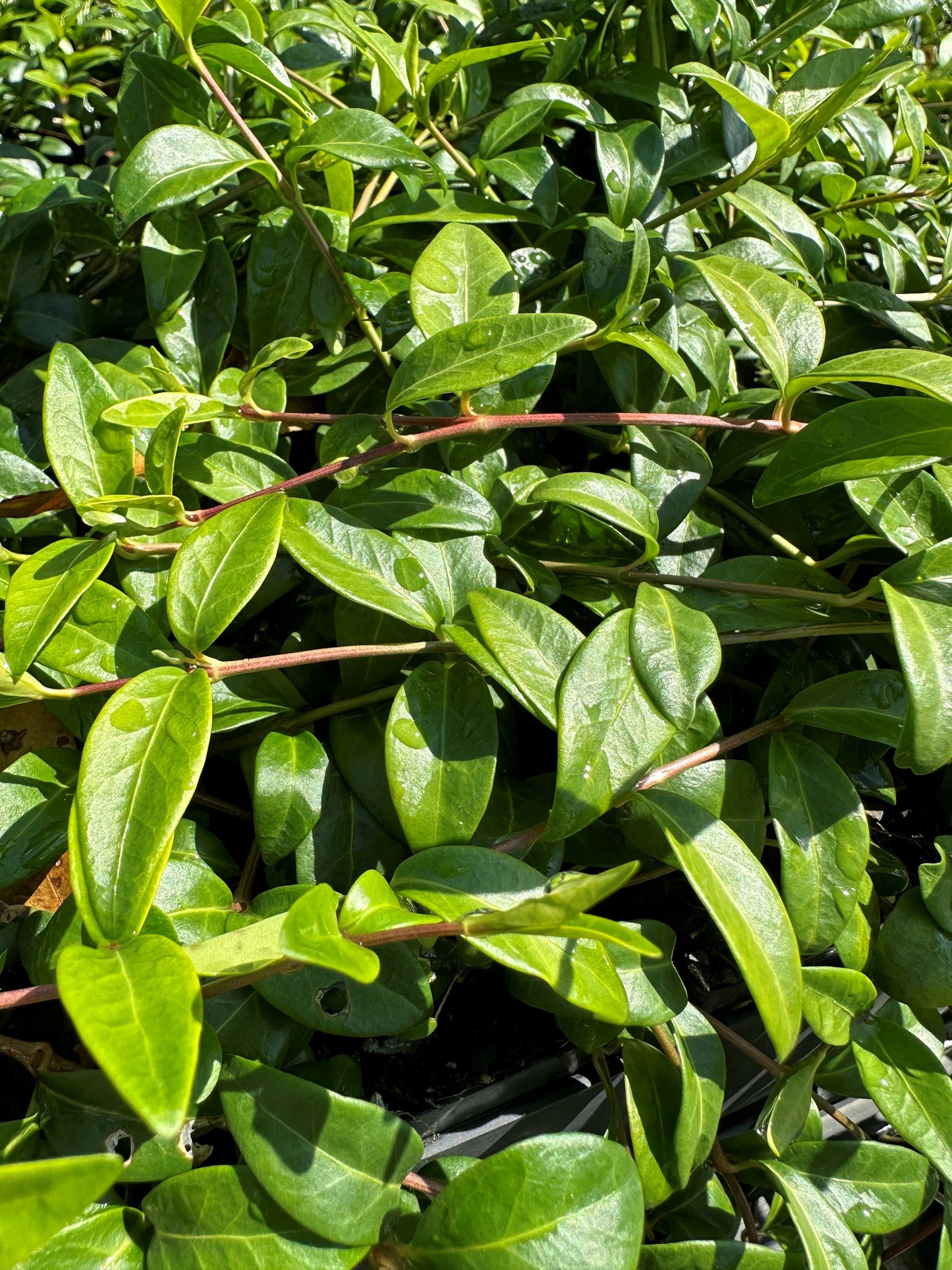 VINCA MINOR 'ELIZABETH CRAN' PERIWINKLE