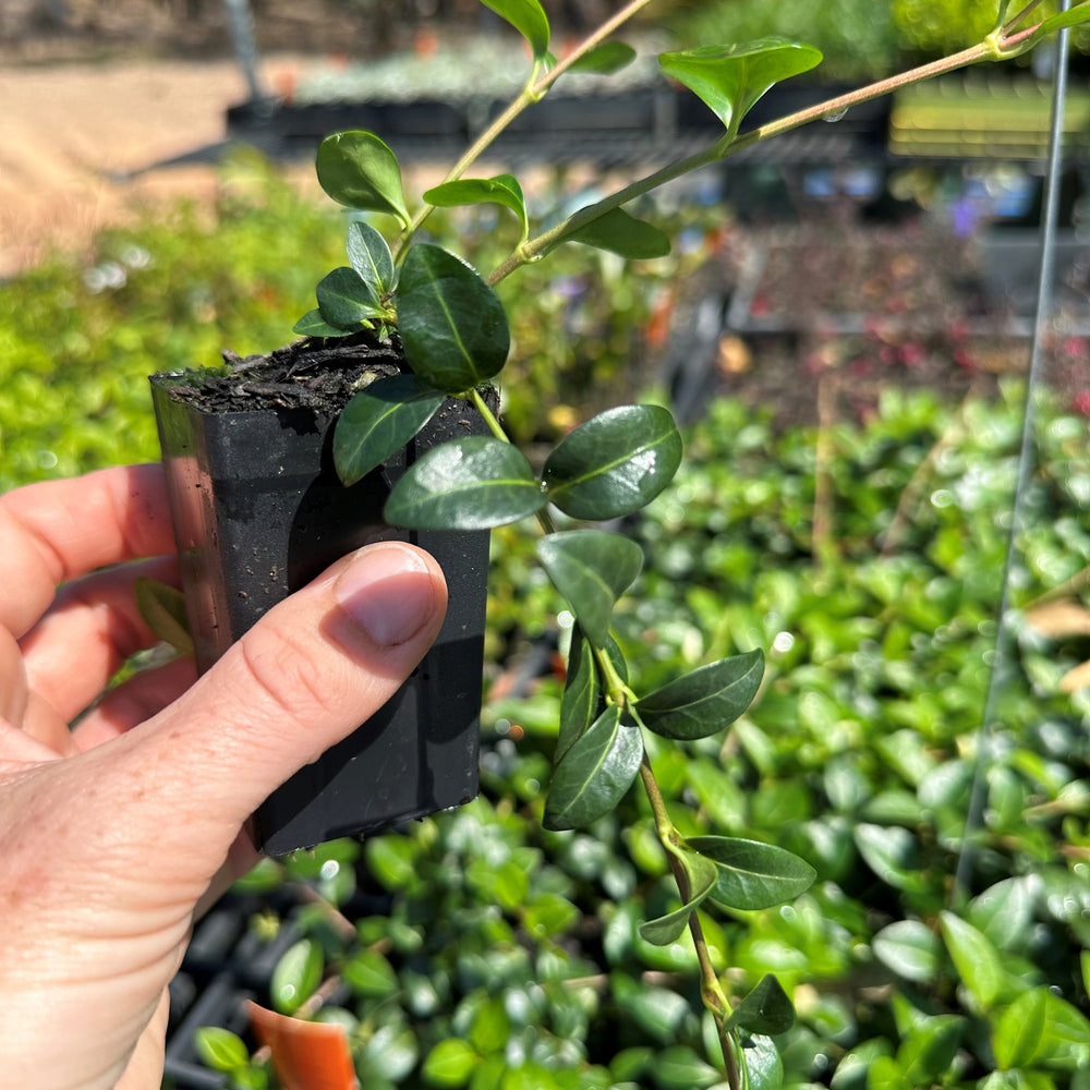 
                      
                        VINCA MINOR 'ELIZABETH CRAN' PERIWINKLE
                      
                    