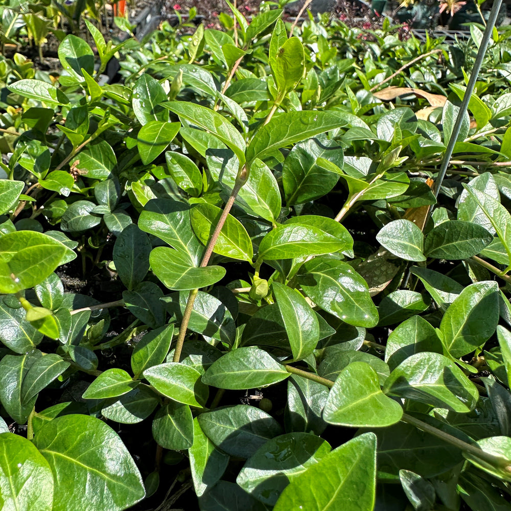 
                      
                        VINCA MINOR 'ELIZABETH CRAN' PERIWINKLE
                      
                    