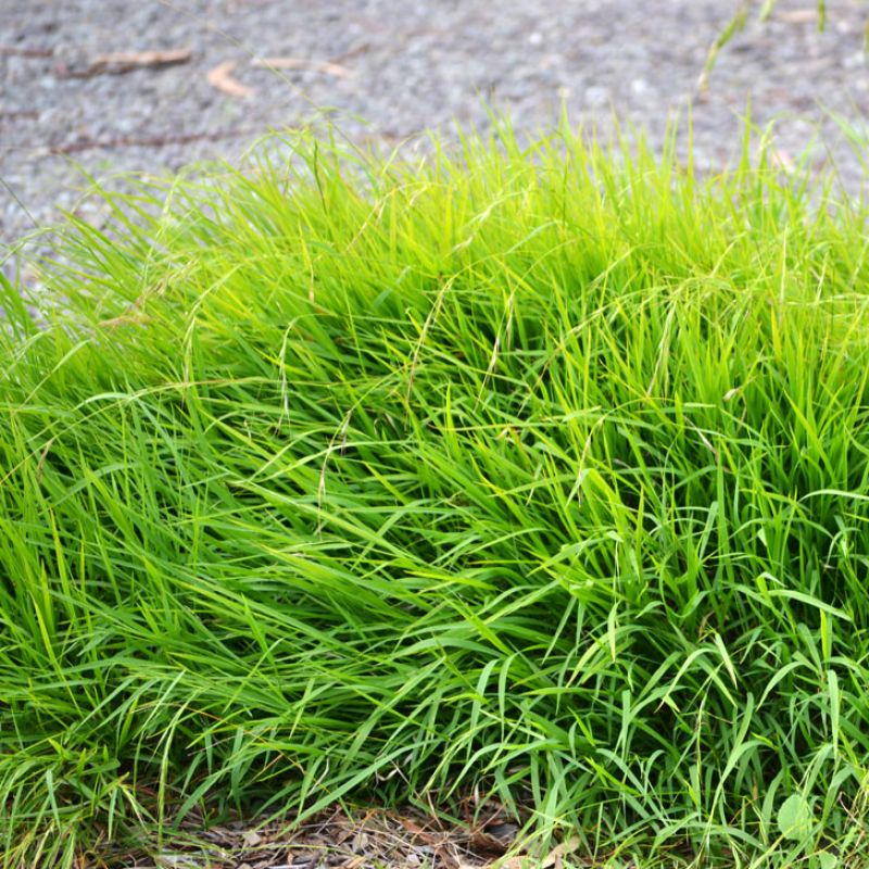 
                      
                        WEEPING GRASS
                      
                    