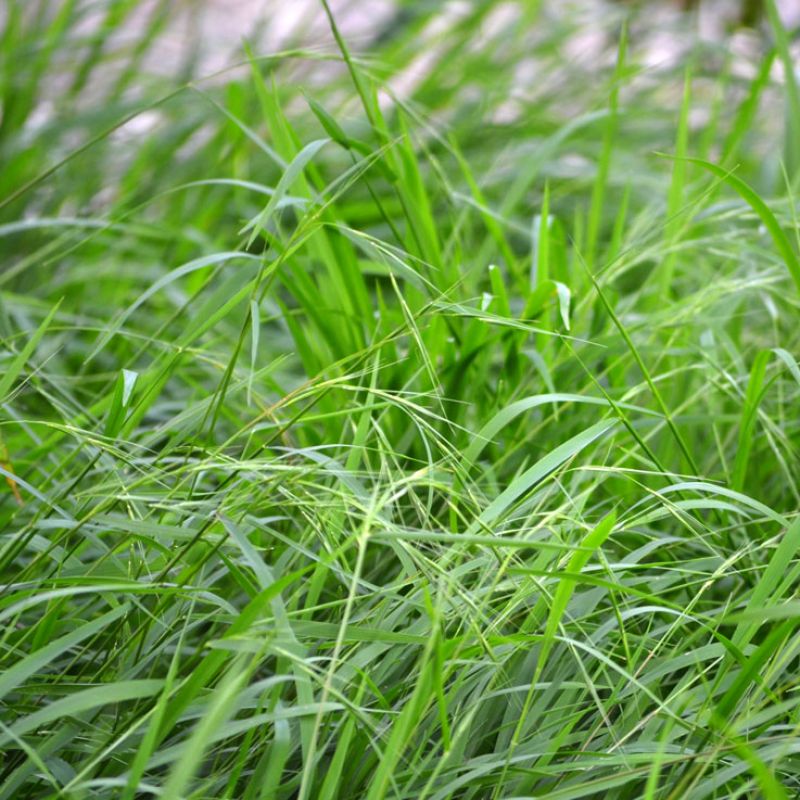 
                      
                        WEEPING GRASS
                      
                    