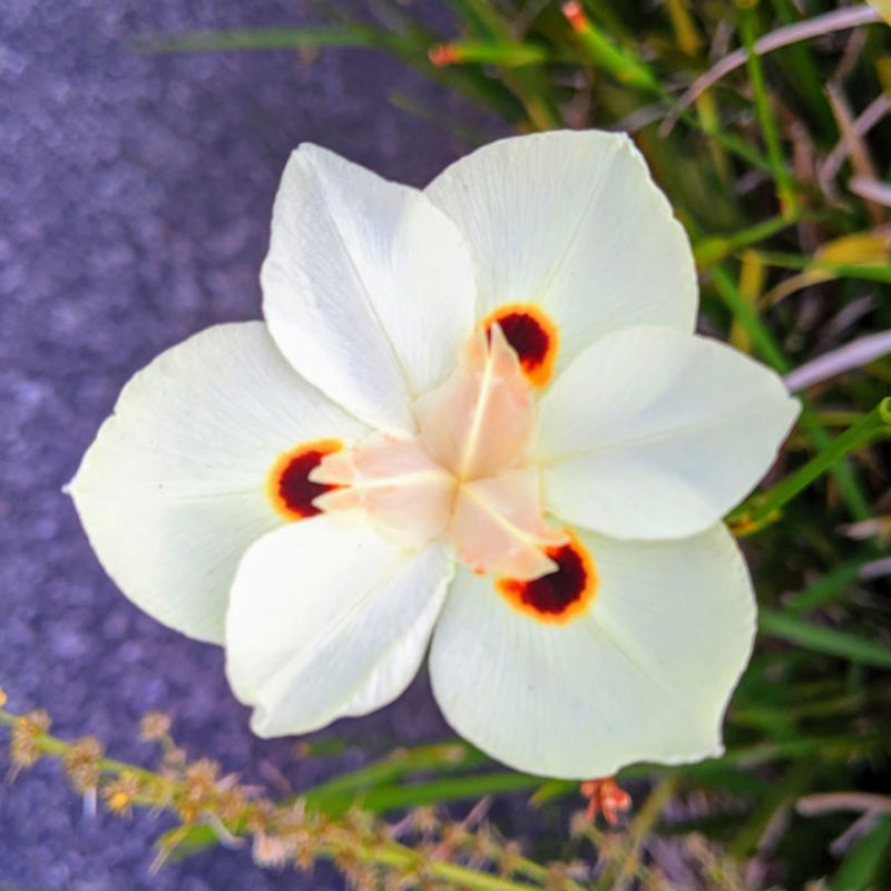 WILD YELLOW IRIS